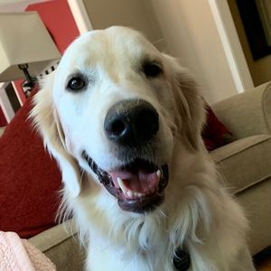 Meet your Posher, Morgan